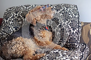 Side view of a snob Welsh Terrier lying on a sofa wearing sun glasses