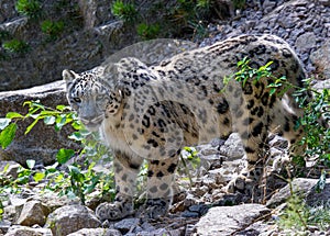 Side view of a snow leopard Panthera uncia