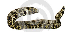 Side view of a Snowflake Moray, Echidna nebulosa photo