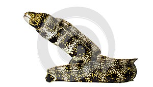 Side view of a Snowflake Moray, Echidna nebulosa photo