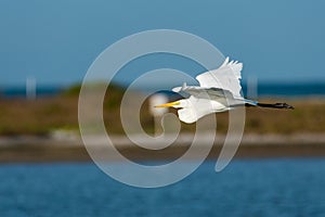 Side view of Snowy Egret in flight