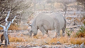 A black rhino in Namibia. photo