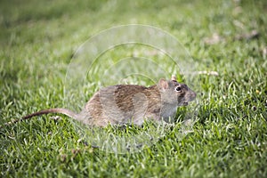 Side view of a Southern African vlei rat