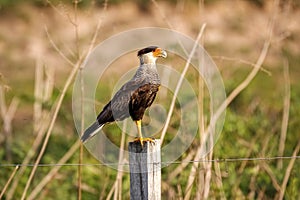 Side view of a Southern Caracara, Pantanal Wetlands, Mato Grosso, Brazil