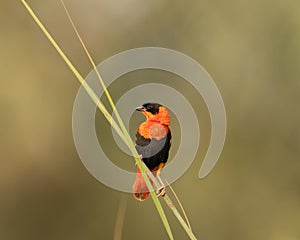 Side view of southern red bishop perched on a reed