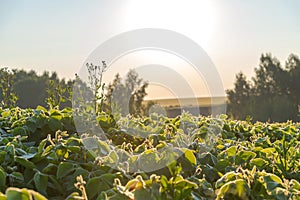 soybean agricultural field