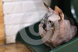 Side view of Sphynx hairless cat