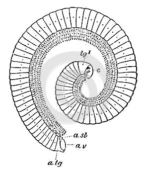Side View of the Spirostreptus Vittatus Millipede, vintage illustration photo