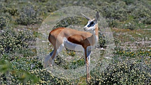 Side view of a springbok antelope with brown fur and white face looking back on bush land in Etosha National Park, Namibia. photo