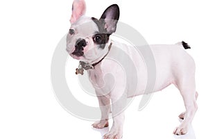 Side view of a standing french bulldog puppy dog
