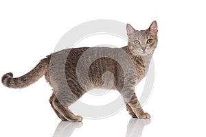 Side view of standing grey cat with yellow eyes