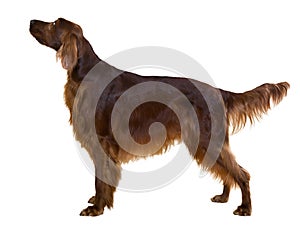 Side view of standing male red irish Setter photo