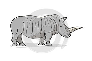 Side view of Standing Rhinoceros Isolated on White Background