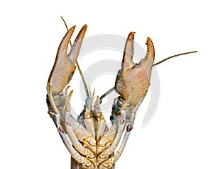 Side view of stone crayfish showing its claws, Austropotamobius torrentium, is a freshwater crayfish