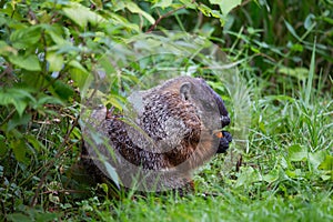 Side view of stout adult groundhog eating a large piece of carrot in park