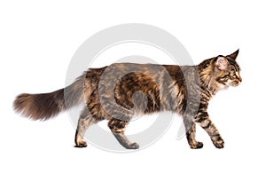 Side view of striped cat isolated