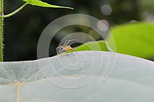Side view of a Striped lynx spider with raised up legs sits on the surface of a leaf