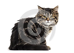 Side view of a Stripped kitten mixed-breed cat sitting and looking at the camera, isolated on white