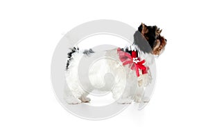 Side view. Studio image of cute little Biewer Yorkshire Terrier, dog, puppy, posing over white background. Concept of