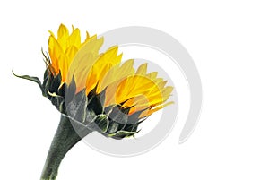 Side view of a sunflower on white with copy space.