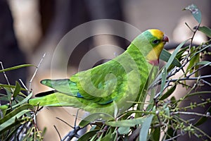 A superb parrot