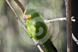 A superb parrot