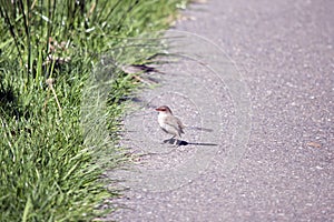 This is a side view of a supurb fairy wren on a path