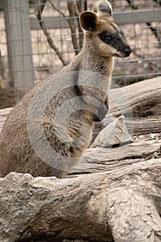 this is a side view of a swamp wallaby