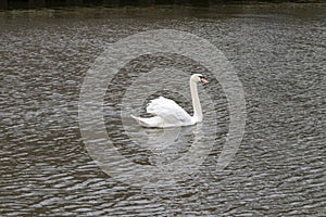 Side View Swan Swimming In The Water At Diemen The Netherlands 22-3-2023