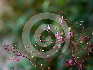 A side view of Talinum Paniculatum flower surrounded by panicles of flowers, with blurry green background photo