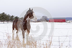 Side view of tall handsome chestnut Clydesdale horse with sabino markings standing in field covered in fresh snow