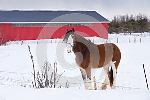 Side view of tall handsome chestnut Clydesdale horse standing in field covered in fresh snow
