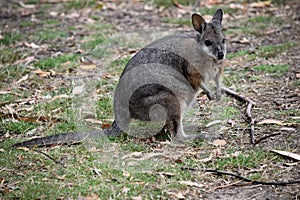 this is a side view of a tammar wallaby