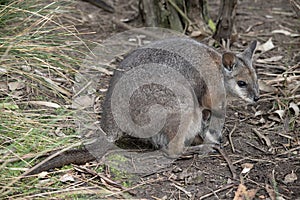 this is a side view of a tammar wallaby with a joey