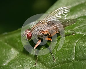 Side view of a tan and brown House Fly (Muscidae) on a green leaf.