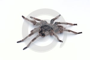 Side view a Tarantula on white background