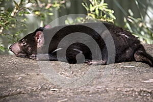 A Tasmanian devil