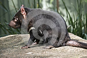 A Tasmanian devil
