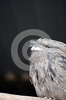 This is a side view of a Tawny frogmouth