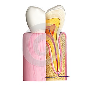 Side view of Teeth anatomy