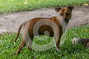 side view of terrior dog looking with intrest