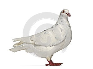 Side view of a Texan pigeon cooing photo