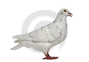 Side view of a Texan pigeon cooing photo