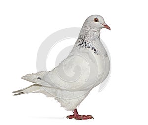 Side view of a Texan pigeon photo
