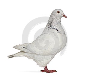 Side view of a Texan pigeon