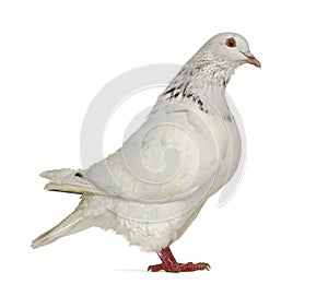Side view of a Texan pigeon photo