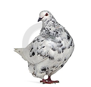 Side view of a Texan pigeon questioning photo