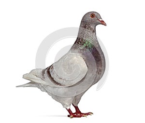 Side view of a Texan pigeon winking photo
