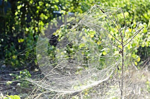 Side View Of Thick Weaved Web Trap