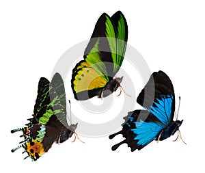 Side view of three isolated butterflies